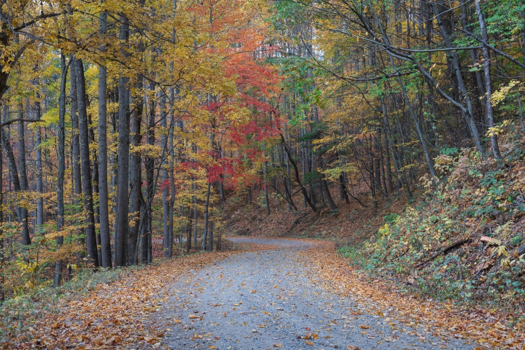 A winding gravel road surrounded by colorful fall foliage in Western North Carolina