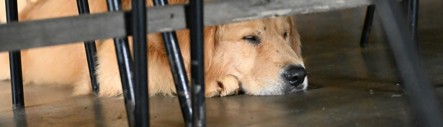 a dog lays beneath a chair in one of Asheville's pet-friendly restaurants