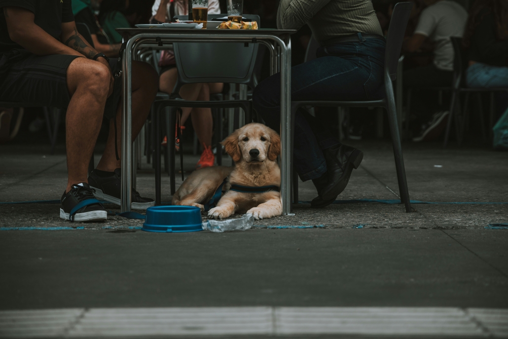 dog under a cafe table with a blue bowl between two seated diners.