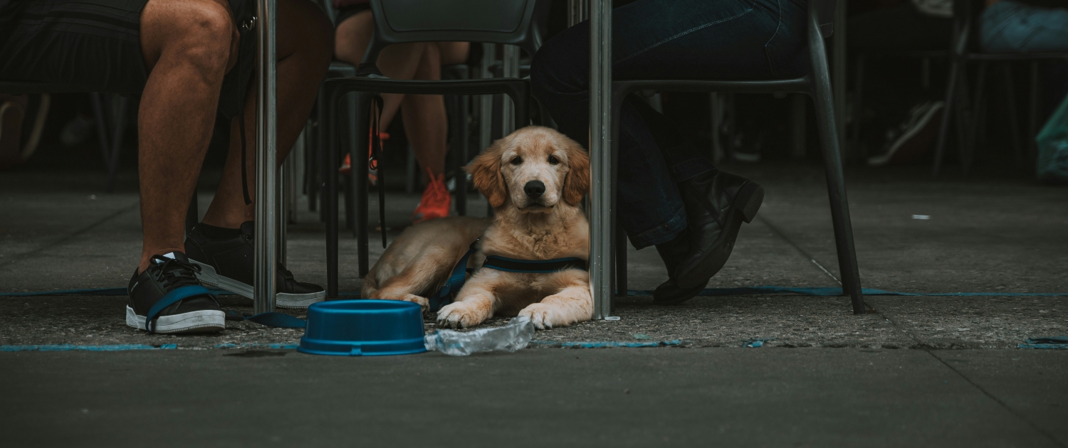 dog under a cafe table with a blue bowl between two seated diners.