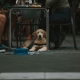 dog under a cafe table with a blue bowl between two seated diners.