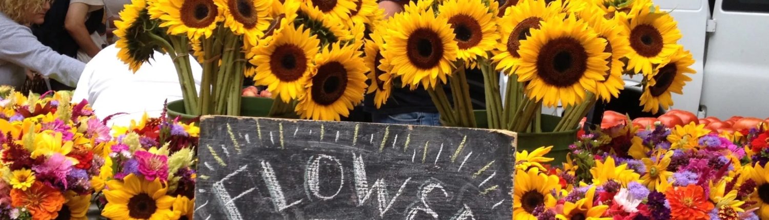 buckets of sunflowers at an Asheville Tailgate Market