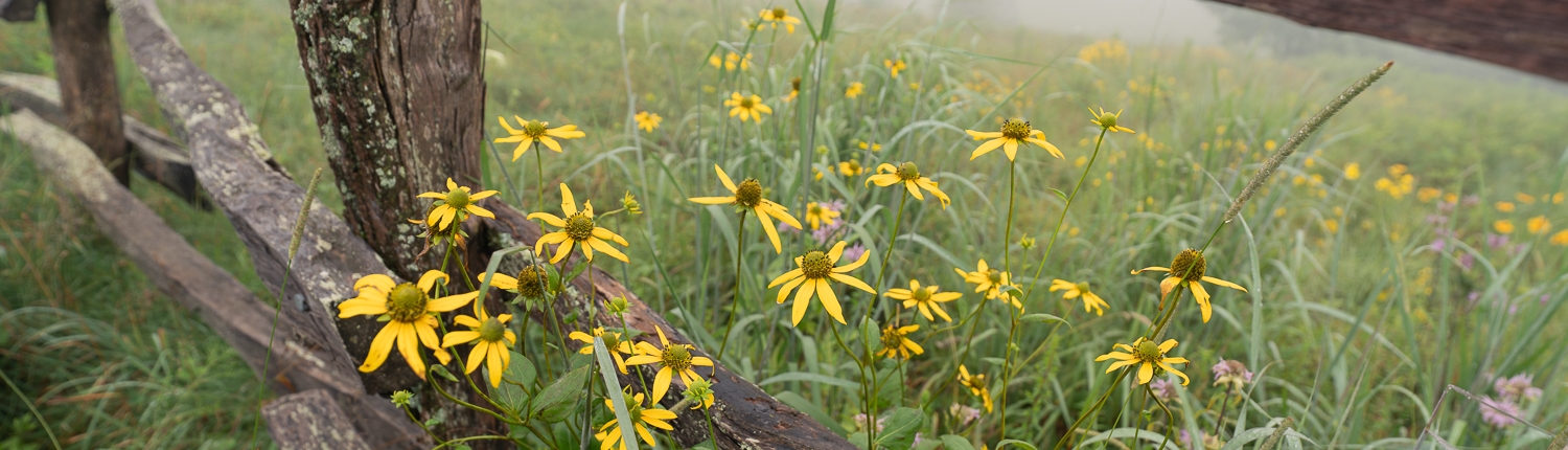 Wildflowers along a split-rail fence at Max Patch on a misty summer morning near Asheville